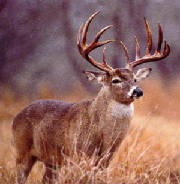 1buck.jpg